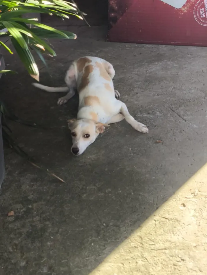 Cachorro raça SRD-ViraLata idade 2 anos nome Nala