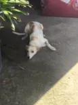 Nala