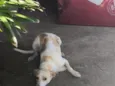 Nala