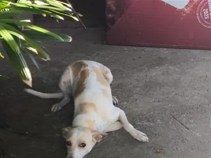 Cachorro raça SRD-ViraLata idade 2 anos nome Nala