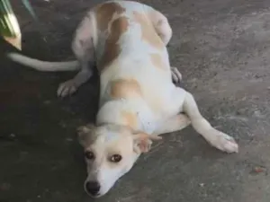 Cachorro raça SRD-ViraLata idade 2 anos nome Nala