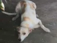 Nala