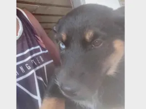 Cachorro raça SRD-ViraLata idade 2 a 6 meses nome sem