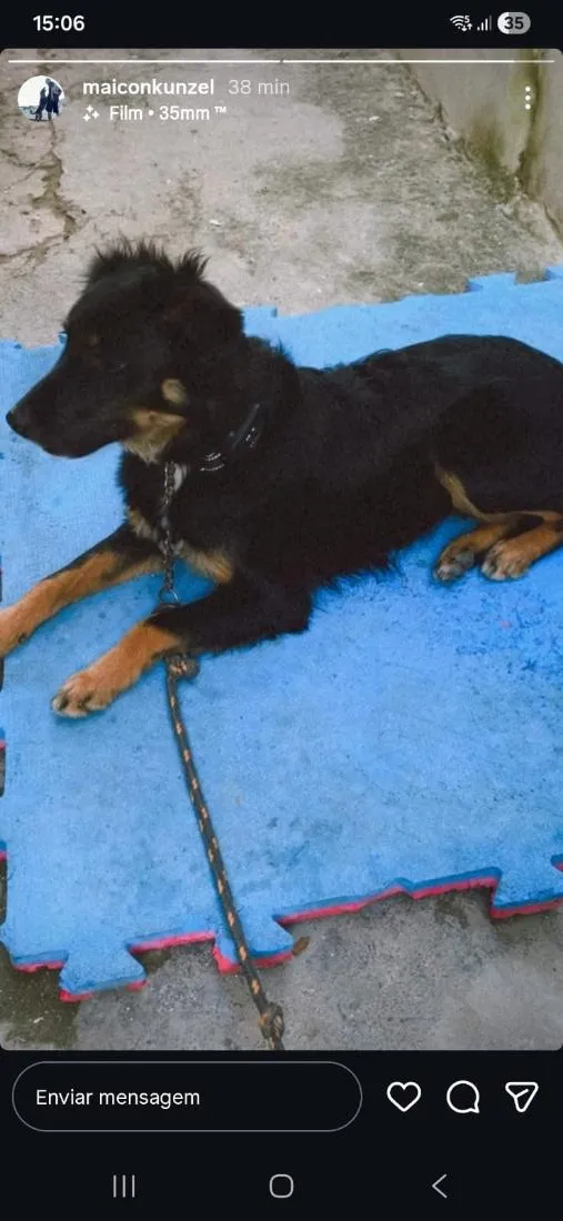 Cachorro raça SRD-ViraLata idade 7 a 11 meses nome Laika