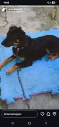 Laika