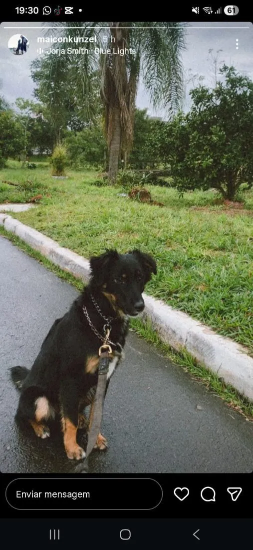 Cachorro raça SRD-ViraLata idade 7 a 11 meses nome Laika