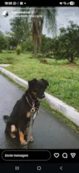 Laika