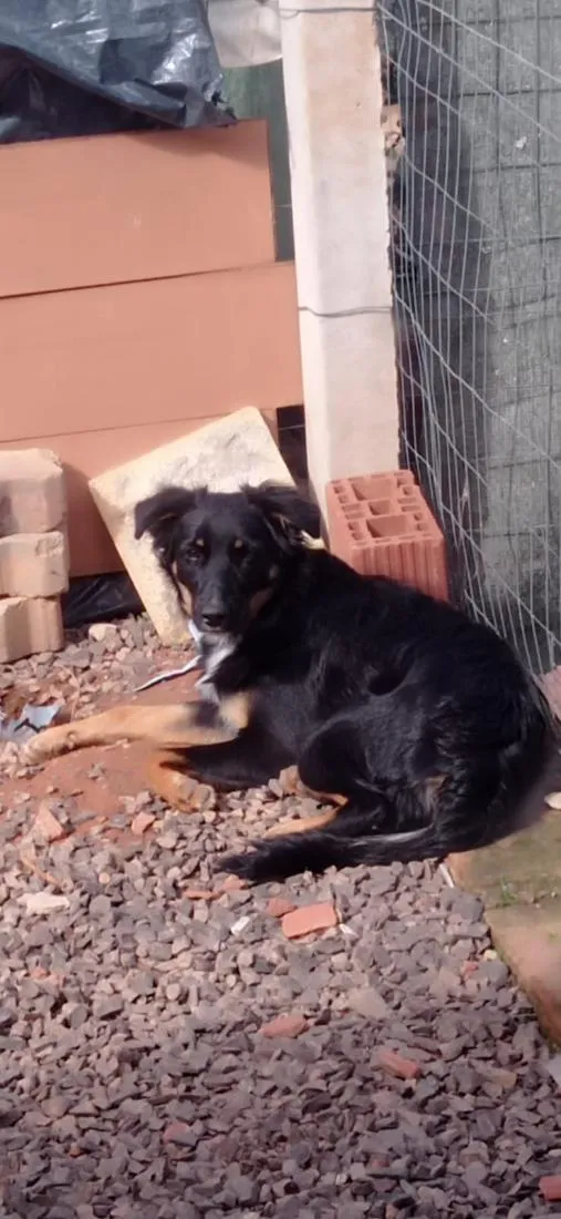 Cachorro raça SRD-ViraLata idade 7 a 11 meses nome Laika