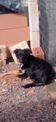 Laika