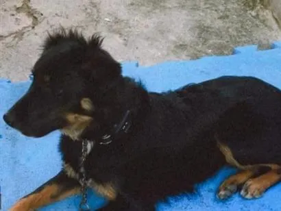 Cachorro raça SRD-ViraLata idade 7 a 11 meses nome Laika
