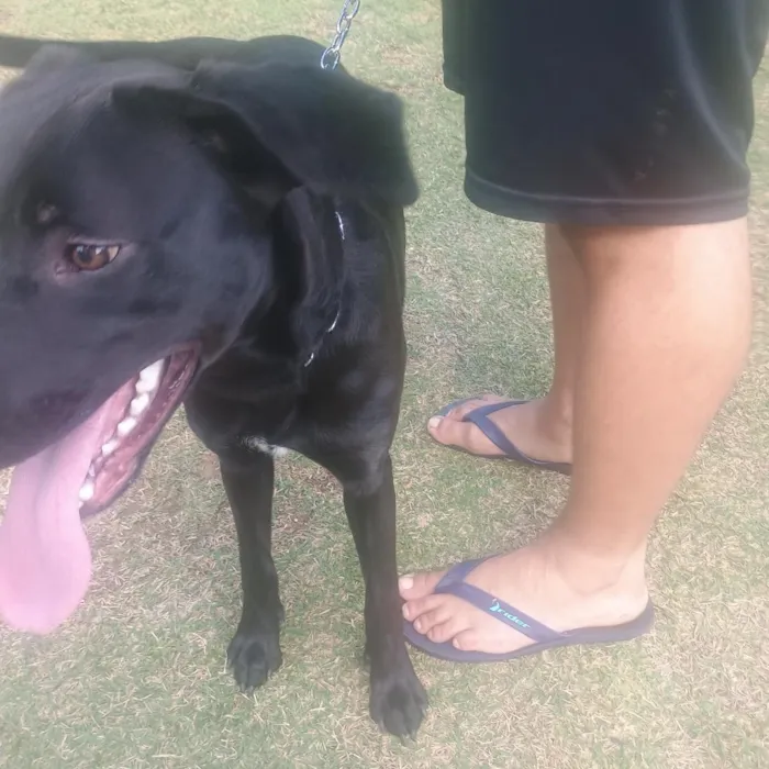 Cachorro raça Labrador idade 7 a 11 meses nome Spike