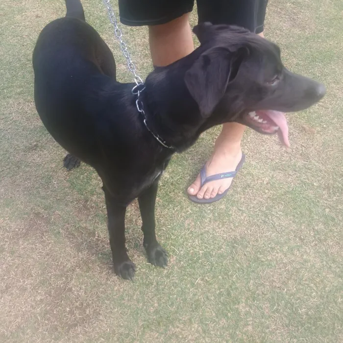 Cachorro raça Labrador idade 7 a 11 meses nome Spike