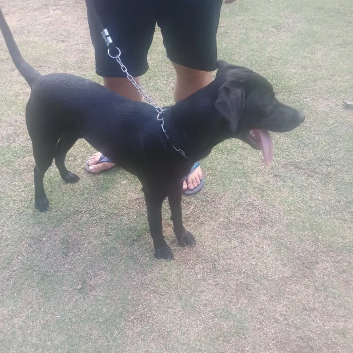 Cachorro raça Labrador idade 7 a 11 meses nome Spike