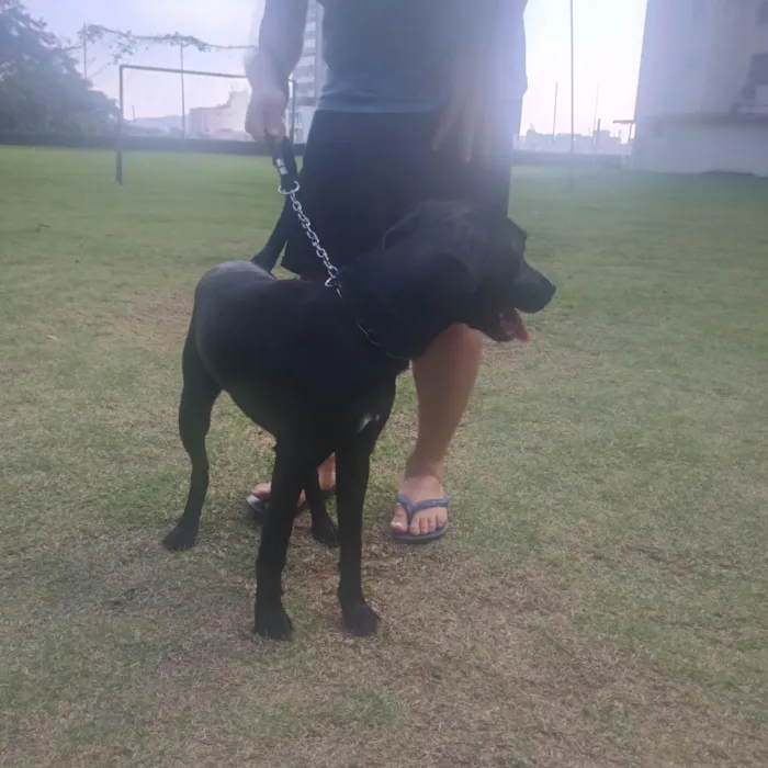 Cachorro raça Labrador idade 7 a 11 meses nome Spike
