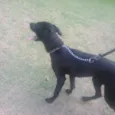 Spike