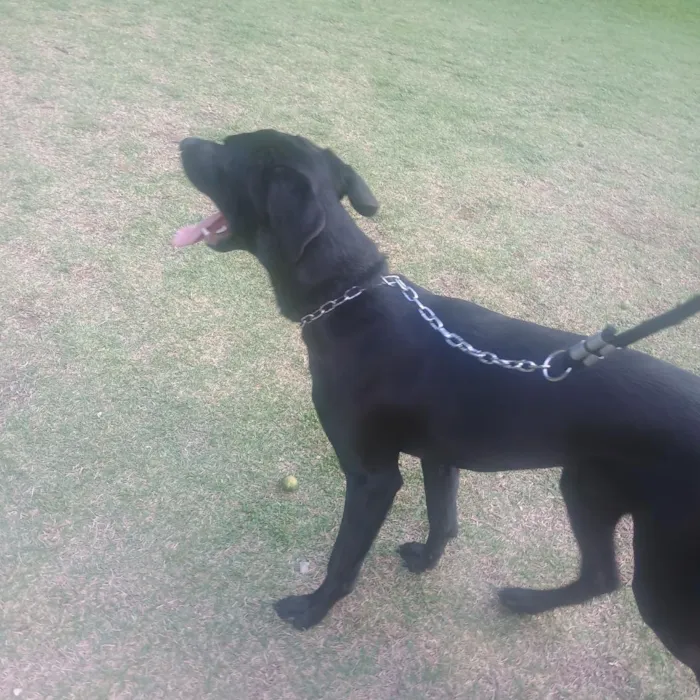 Cachorro raça Labrador idade 7 a 11 meses nome Spike