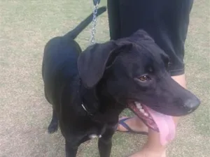 Cachorro raça Labrador idade 7 a 11 meses nome Spike