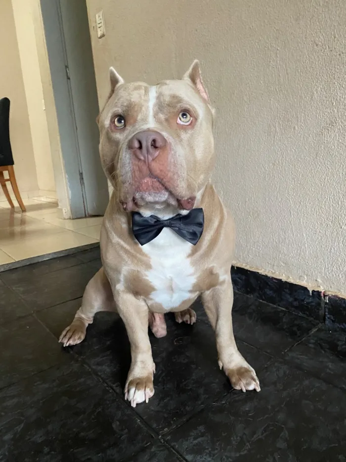 Cachorro raça Pit-Bull idade 3 anos nome Aquiles 