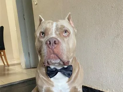 Cachorro raça Pit-Bull idade 3 anos nome Aquiles 