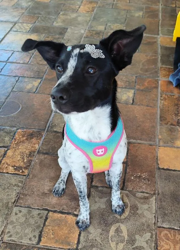 Cachorro raça SRD-ViraLata idade 1 ano nome Jolie