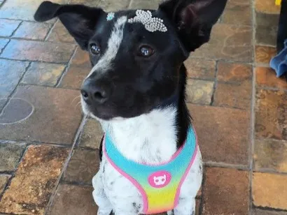 Cachorro raça SRD-ViraLata idade 1 ano nome Jolie