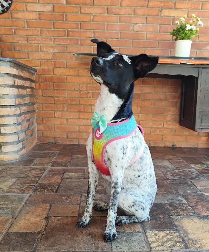 Cachorro raça SRD-ViraLata idade 1 ano nome Jolie