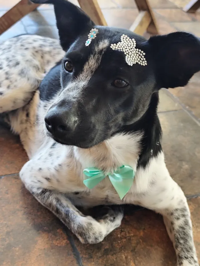 Cachorro raça SRD-ViraLata idade 1 ano nome Jolie