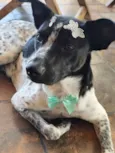 Jolie