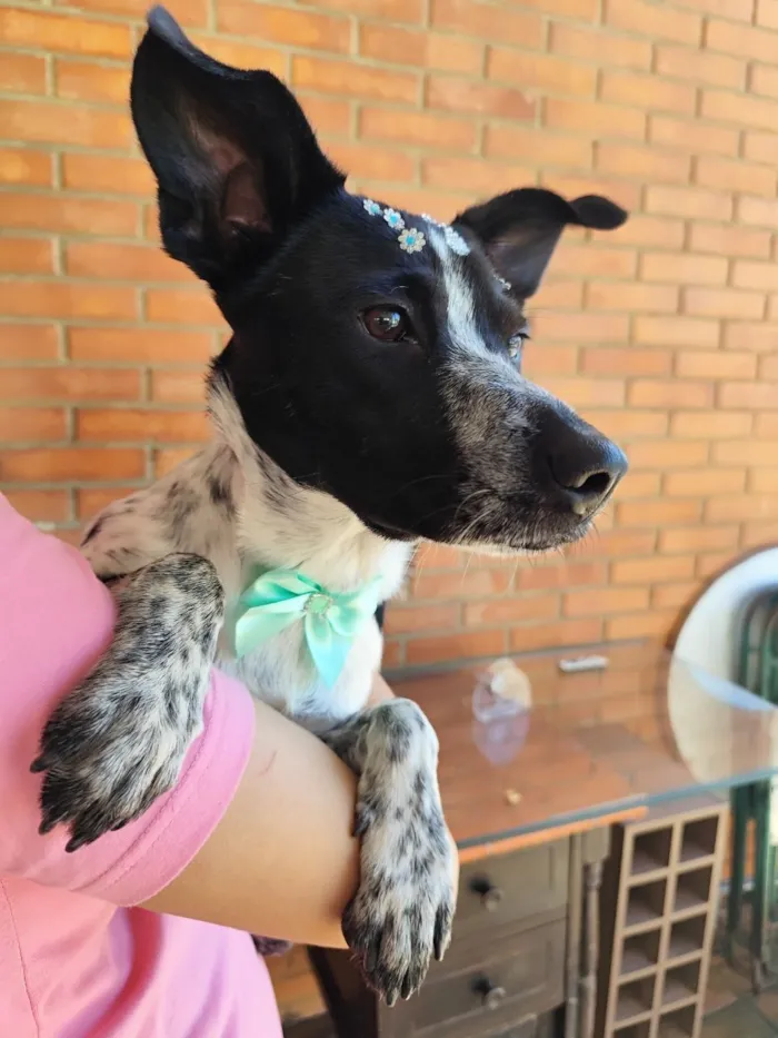 Cachorro raça SRD-ViraLata idade 1 ano nome Jolie