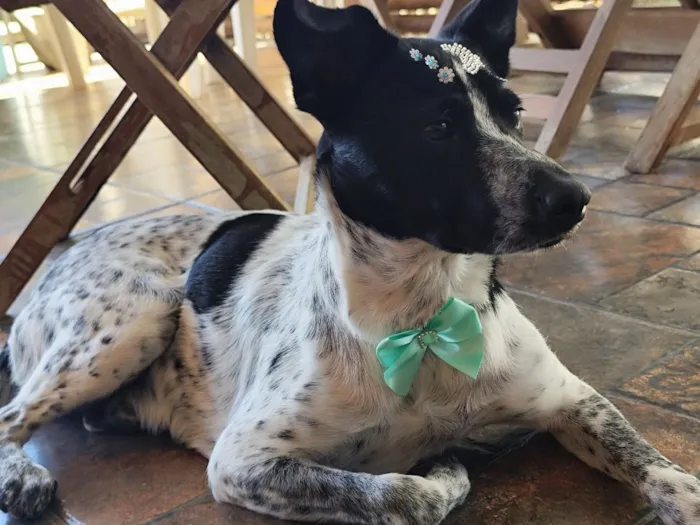 Cachorro raça SRD-ViraLata idade 1 ano nome Jolie