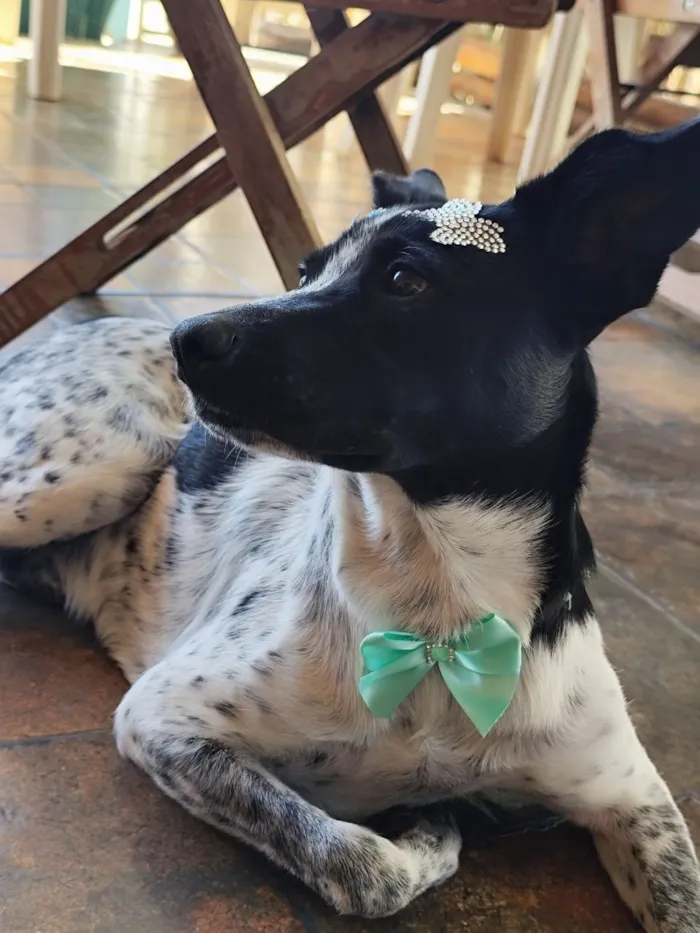 Cachorro raça SRD-ViraLata idade 1 ano nome Jolie