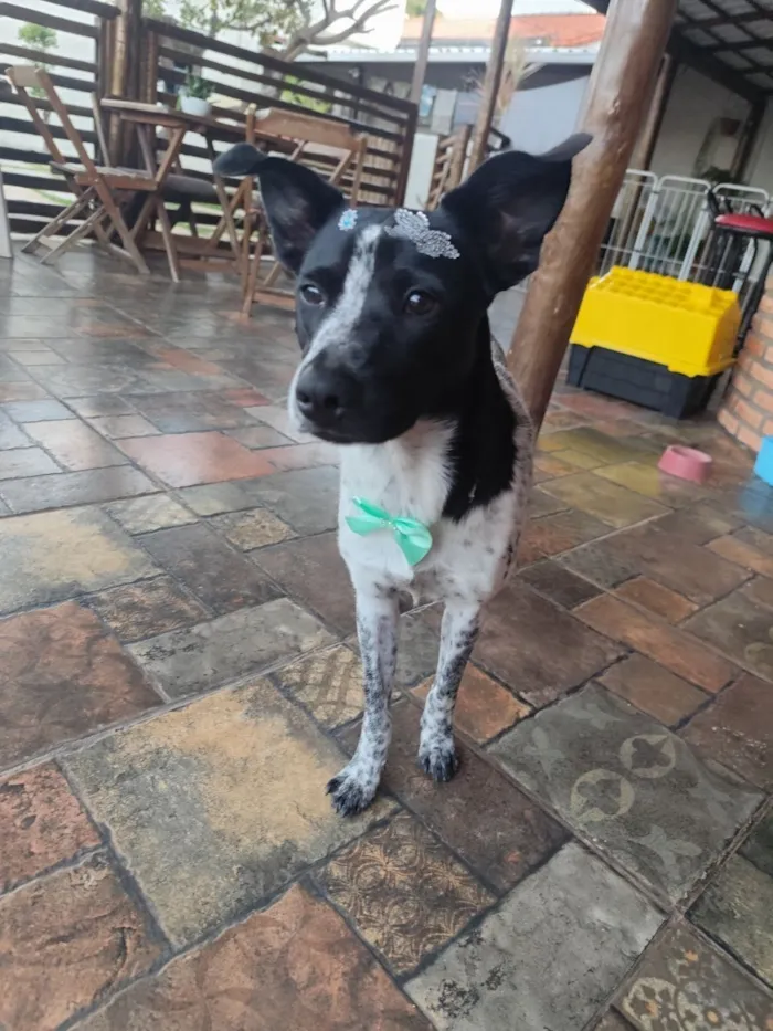 Cachorro raça SRD-ViraLata idade 1 ano nome Jolie