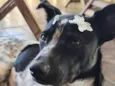 Jolie