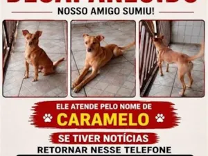 Cachorro raça SRD-ViraLata idade 6 ou mais anos nome Caramelo