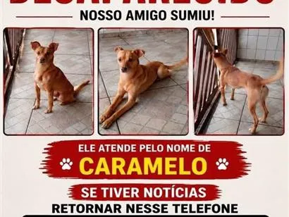 Cachorro raça SRD-ViraLata idade 6 ou mais anos nome Caramelo