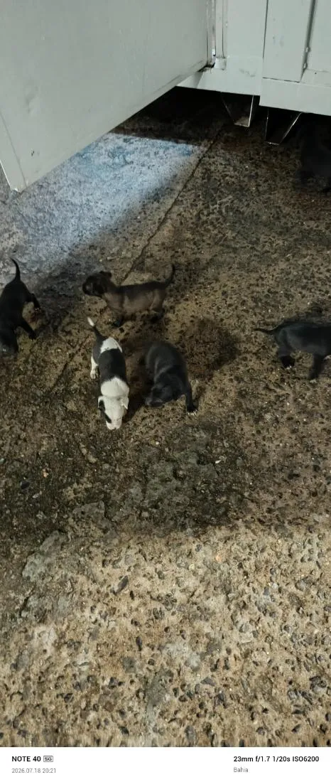 Cachorro raça SRD-ViraLata idade Abaixo de 2 meses nome Filhotes
