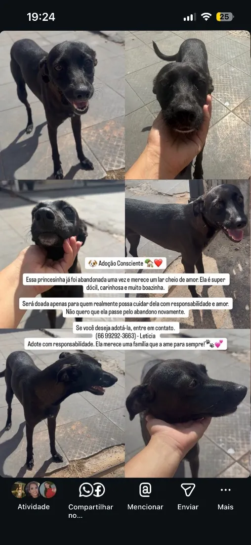 Cachorro raça SRD-ViraLata idade 2 a 6 meses nome Princesa 
