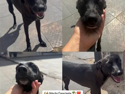Cachorro raça SRD-ViraLata idade 2 a 6 meses nome Princesa 
