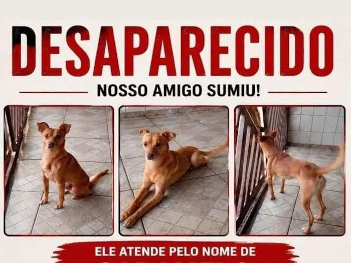 Cachorro raça SRD-ViraLata idade 6 ou mais anos nome Caramelo