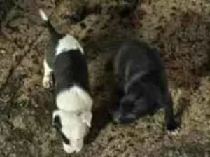 Cachorro raça SRD-ViraLata idade Abaixo de 2 meses nome Filhotes