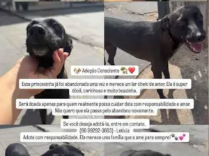 Cachorro raça SRD-ViraLata idade 2 a 6 meses nome Princesa 