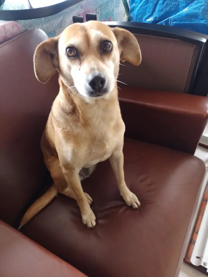 Cachorro raça SRD-ViraLata idade 6 ou mais anos nome Lili