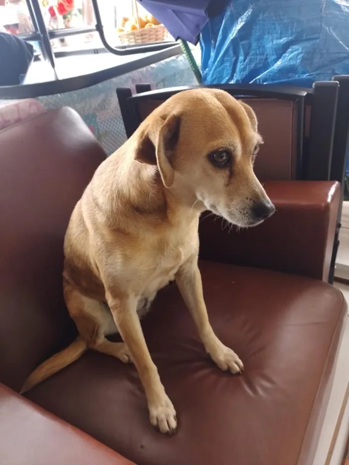 Cachorro raça SRD-ViraLata idade 6 ou mais anos nome Lili