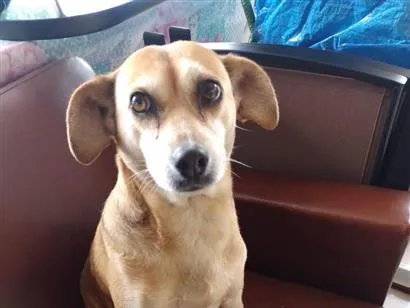 Cachorro raça SRD-ViraLata idade 6 ou mais anos nome Lili