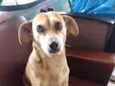 Lili