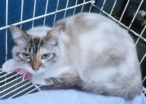 Gato raça SRD-ViraLata idade 7 a 11 meses nome MORGANA MIX