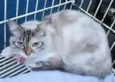 MORGANA MIX