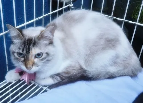 Gato raça SRD-ViraLata idade 7 a 11 meses nome MORGANA MIX