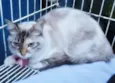 MORGANA MIX