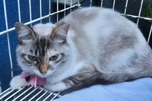 Gato raça SRD-ViraLata idade 7 a 11 meses nome MORGANA MIX